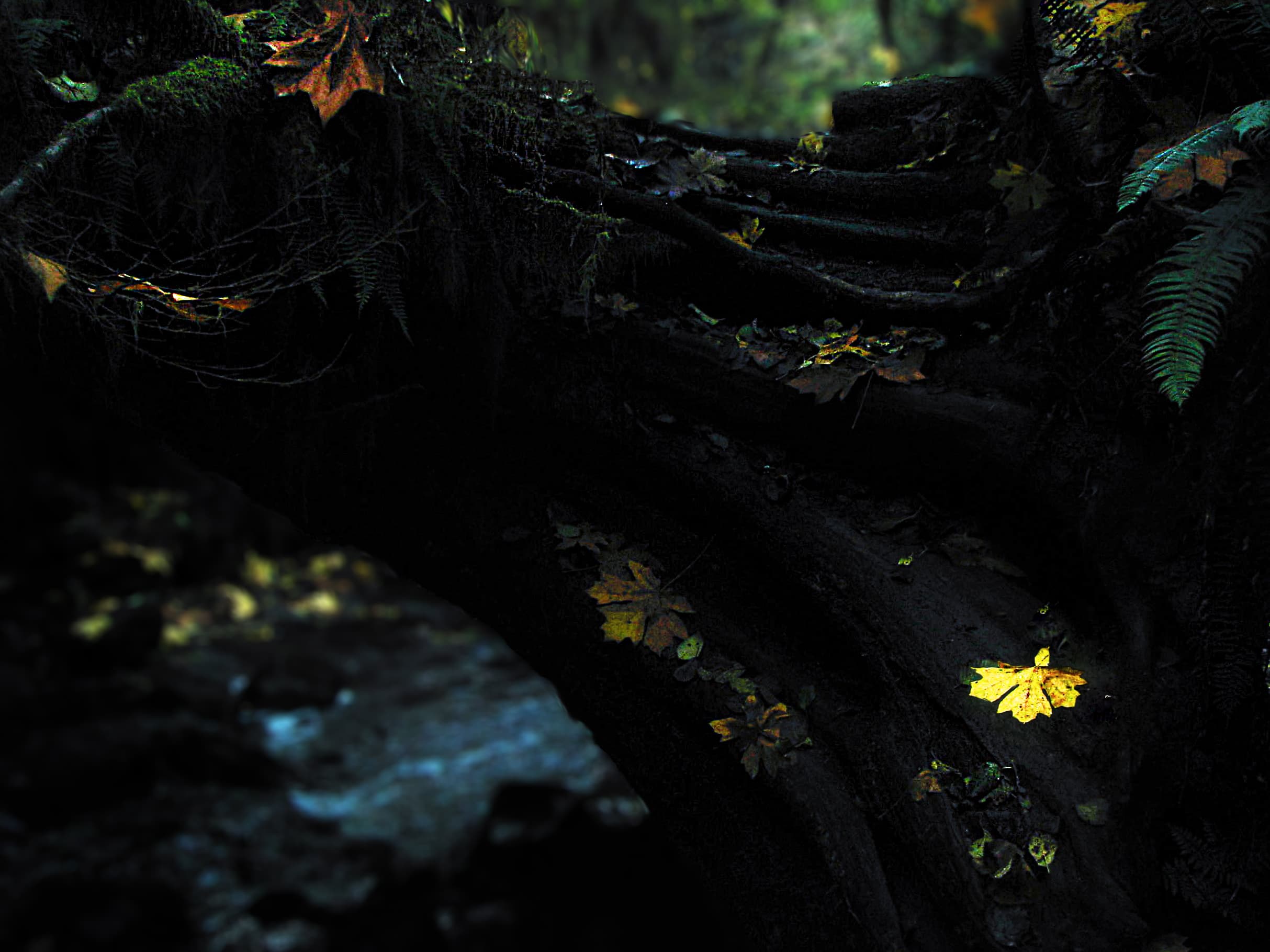 Fall