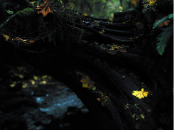 Fall Log with leaf