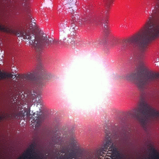 psychedelic fern