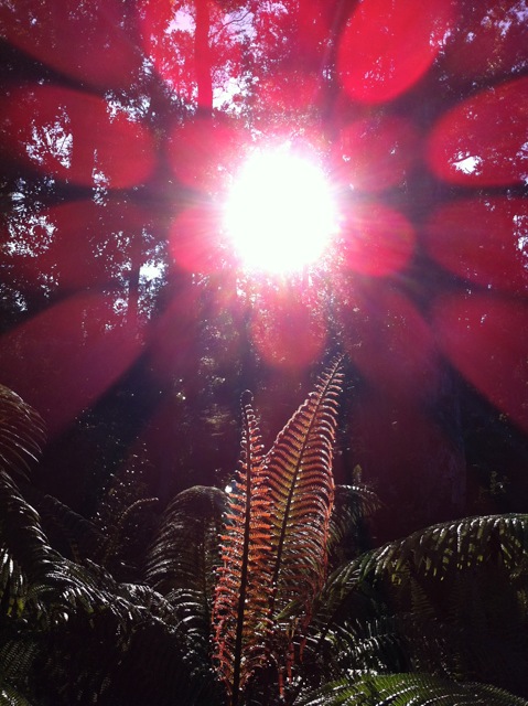fern